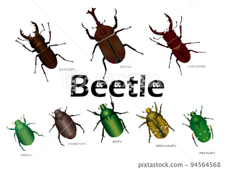 牙買加犀金龜 鋸齒狀的鹿角甲蟲 艷金龜 94564568