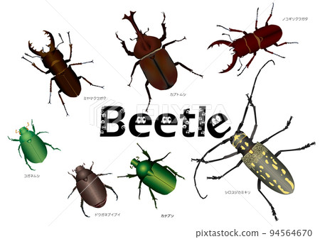 rhinoceros beetle, sawtoothed stag beetle, chafer 94564670