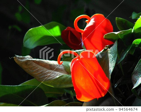 Red flower Tropical plant (March) Anthurium 19 94564674