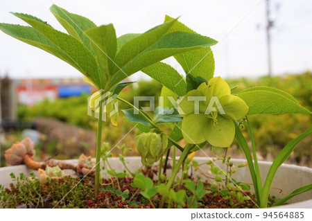 聖誕玫瑰 藜蘆 綠色 聖誕玫瑰 藜蘆 綠色 94564885