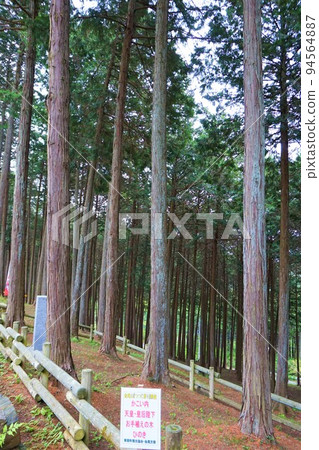 Kanaosan杜鵑花節Hinoki Cypress手工種植山辻 Kanaosan杜鵑花節Hinoki Cypress手工種植山辻 94564887