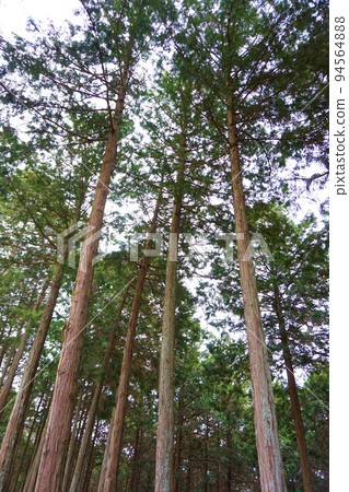 Kanaosan杜鵑花節Hinoki Cypress手工種植山辻 Kanaosan杜鵑花節Hinoki Cypress手工種植山辻 94564888