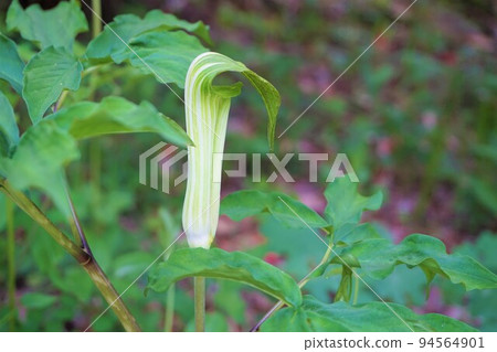 Viper's grass 94564901