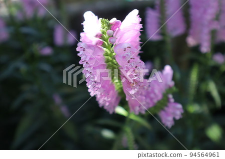 花園裡的花虎之尾 花園裡的花虎之尾 94564961