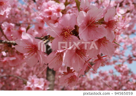 Kawazu cherry tree Kawazu cherry tree 94565059