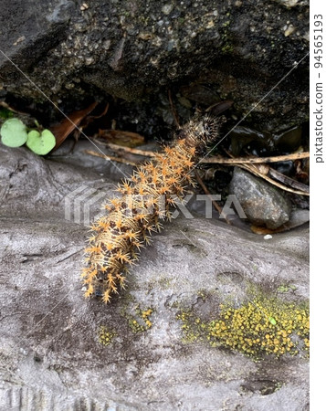 美麗的毛毛蟲有毒嗎？ 94565193