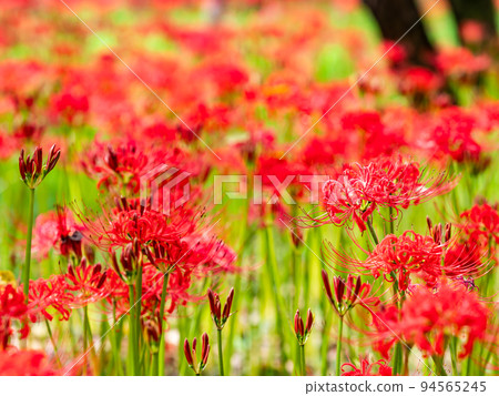 An autumn tradition, clusters of beautiful cluster amaryllis in full bloom 94565245