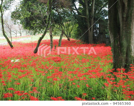 Clumps of cluster amaryllis blooming bright red Clumps of cluster amaryllis blooming bright red 94565360