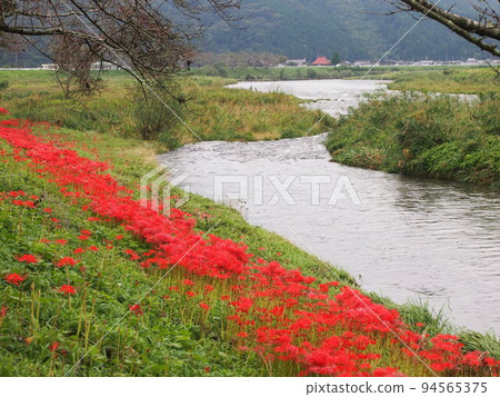 Clumps of cluster amaryllis blooming bright red Clumps of cluster amaryllis blooming bright red 94565375