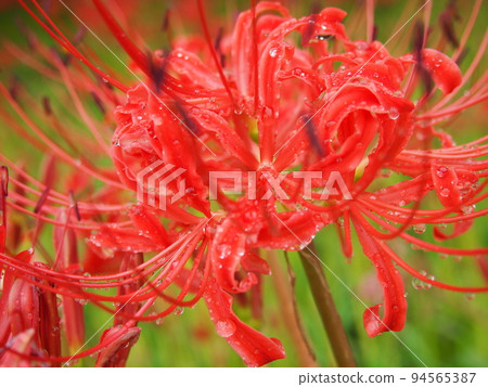 Clumps of cluster amaryllis blooming bright red Clumps of cluster amaryllis blooming bright red 94565387