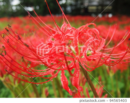 Clumps of cluster amaryllis blooming bright red 94565403