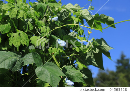 Winged bean (urizun beans) and bitter gourd Location: Yamato City, Kanagawa Prefecture 94565528