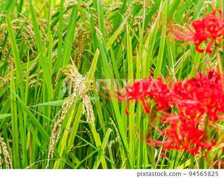 Autumn tradition Beautiful cluster amaryllis in full bloom on the ridges of the rice fields 94565825