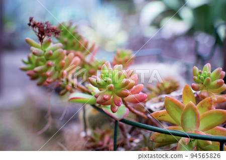 Cute succulent plants decorated outdoors Light potted plants 94565826