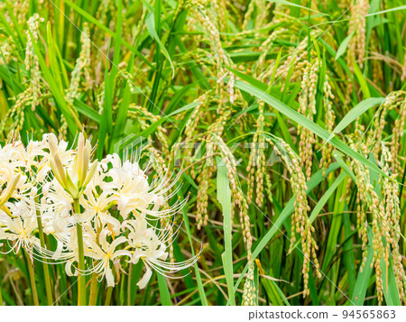 Autumn tradition Beautiful white amaryllis in full bloom on the ridges of the rice fields 94565863