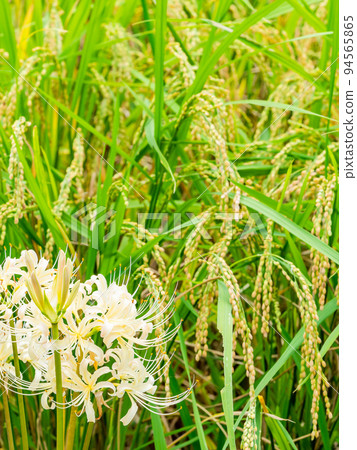 秋天傳統美麗的白色孤挺花在稻田的山脊上盛開 秋天傳統美麗的白色孤挺花在稻田的山脊上盛開 94565865