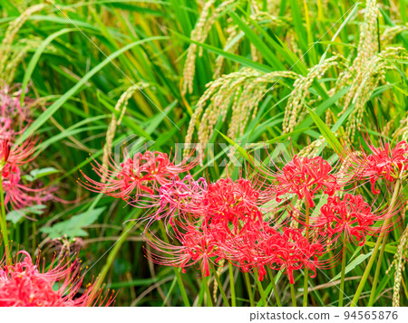 Autumn tradition Beautiful cluster amaryllis in full bloom on the ridges of the rice fields 94565876