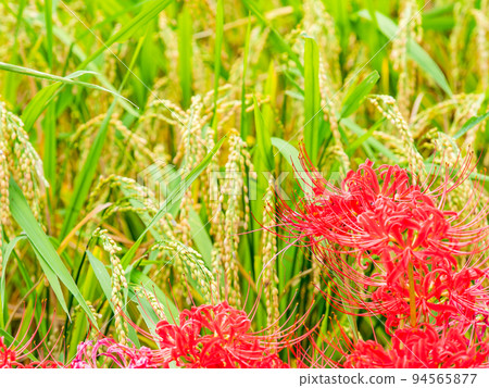 Autumn tradition Beautiful cluster amaryllis in full bloom on the ridges of the rice fields 94565877