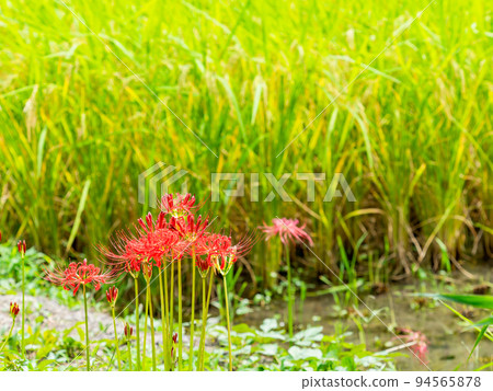Autumn tradition Beautiful cluster amaryllis in full bloom on the ridges of the rice fields 94565878
