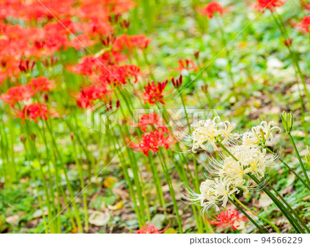 An autumn tradition: clusters of beautiful red and white amaryllis in full bloom An autumn tradition: clusters of beautiful red and white amaryllis in full bloom 94566229