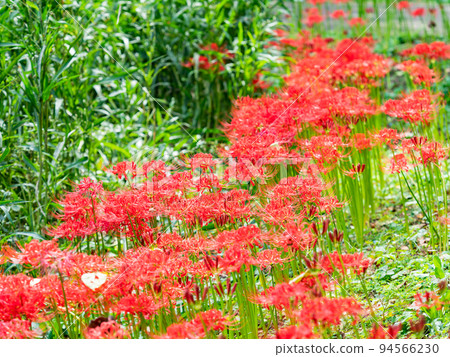 An autumn tradition, clusters of beautiful cluster amaryllis in full bloom An autumn tradition, clusters of beautiful cluster amaryllis in full bloom 94566230