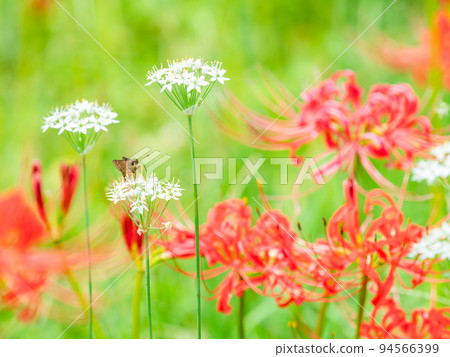 An autumn tradition: the hemlock perched on a white leek and the clusters of cluster amaryllis in full bloom An autumn tradition: the hemlock perched on a white leek and the clusters of cluster amaryllis in full bloom 94566399