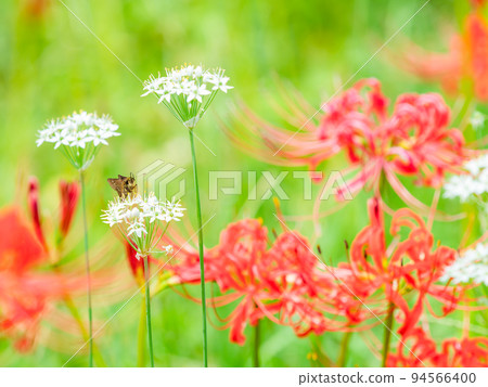 An autumn tradition: the hemlock perched on a white leek and the clusters of cluster amaryllis in full bloom An autumn tradition: the hemlock perched on a white leek and the clusters of cluster amaryllis in full bloom 94566400