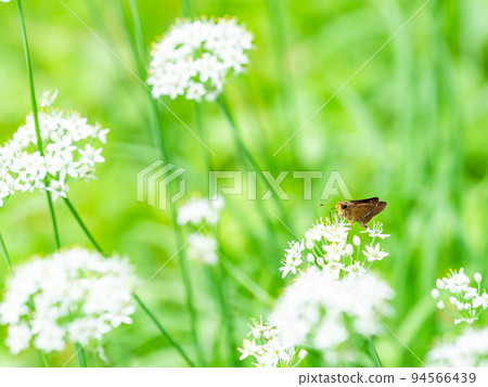 An autumn tradition: Hemp butterflies perched on white leek An autumn tradition: Hemp butterflies perched on white leek 94566439