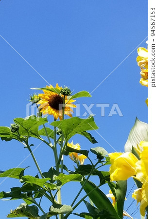 藍天和向日葵 94567153