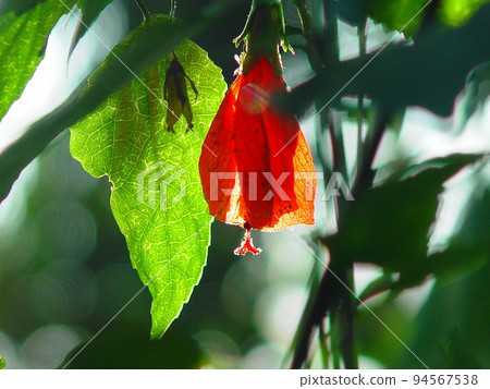 紅花熱帶植物(3月)宇奈月姬風10 紅花熱帶植物(3月)宇奈月姬風10 94567538