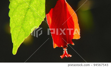 紅花熱帶植物(3月)宇奈月姬風13H16.9 紅花熱帶植物(3月)宇奈月姬風13H16.9 94567543