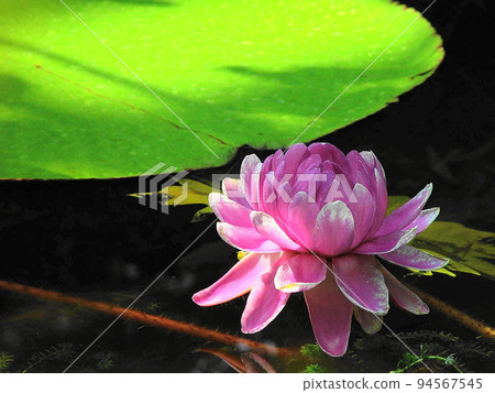 Pink water lilies floating on the surface of the water Tropical plant (March) Water lily 03 Pink water lilies floating on the surface of the water Tropical plant (March) Water lily 03 94567545