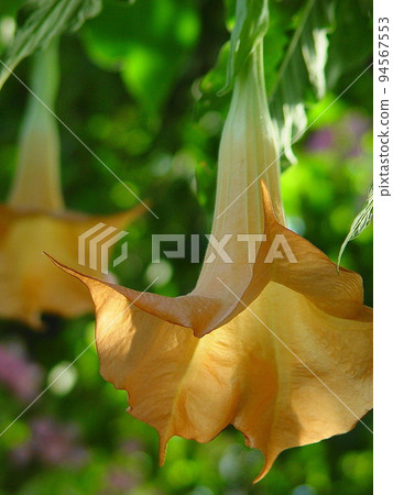 喇叭形花熱帶植物(三月)Brugmansia 01V3.4 喇叭形花熱帶植物(三月)Brugmansia 01V3.4 94567553