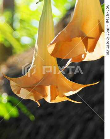 喇叭形花熱帶植物（三月）Brugmansia 21V3.4 94567556