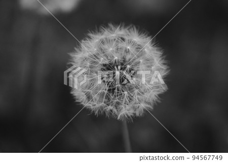 Dandelion's fluff Dandelion's fluff 94567749