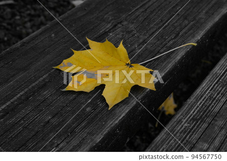 Fallen leaves on the bench Fallen leaves on the bench 94567750