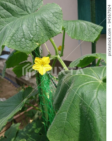 黃瓜花 94567924