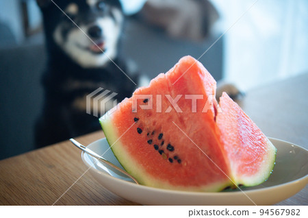 Black Shiba Inu staring at a watermelon 94567982