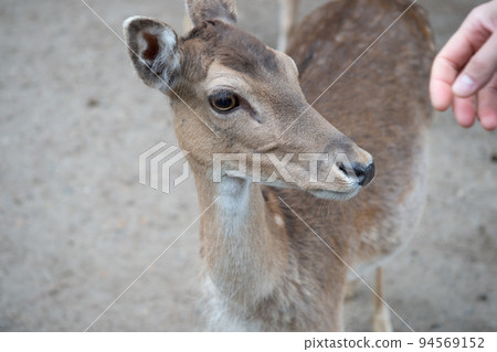 young deer cute head with hand. wild animal outdoor young deer cute head with hand. wild animal outdoor 94569152