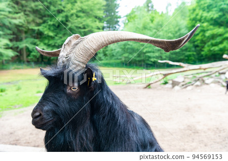 black goat head in zoo animal park outdoor black goat head in zoo animal park outdoor 94569153