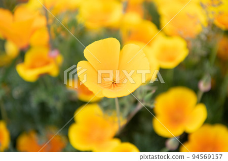 macro of orange eschscholzia flower. spring flowers on natural background macro of orange eschscholzia flower. spring flowers on natural background 94569157