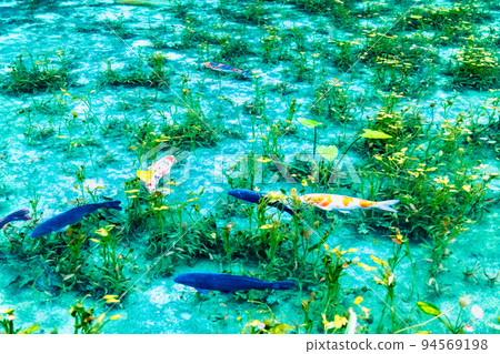 Monet's Pond, Seki City, Gifu Prefecture 94569198