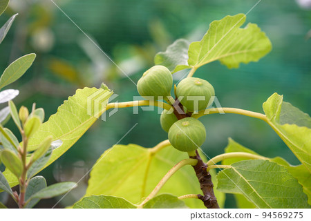 The young fruit of FIG. 94569275