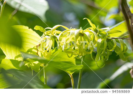 Ylang-ylang flowers bloomed (raw material for essential oil) Scientific name: cananga odorata 94569869
