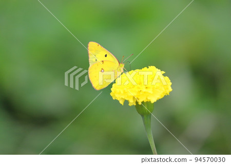 蝴蝶從花中吮吸花蜜 94570030