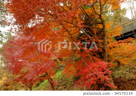 Acer palmatum 秋葉和步行道[相模原市築井，12月] 94570134