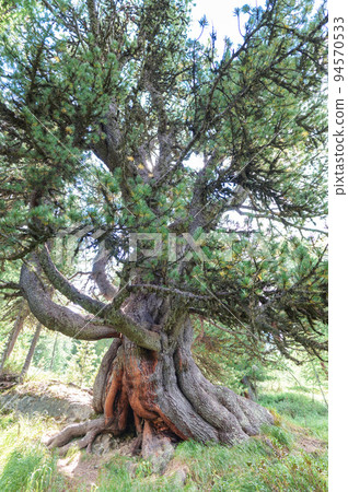 Centennial cyrmolus in engadine valley Switzerland 94570533