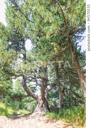 Forest in engadine valley Switzerland with ancient stone pine Forest in engadine valley Switzerland with ancient stone pine 94570535