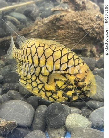 額頭透明的松尾男 94570880