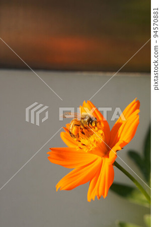 喜歡黃色波斯菊的工蜂①-2 94570881